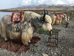 -青海湖国家重点风景名胜区