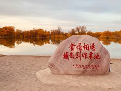 -金塔沙漠胡杨林景区