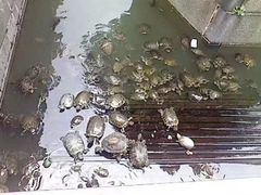 -叶问纪念馆