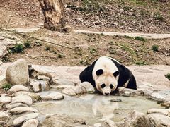 -都江堰中华大熊猫苑