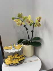 -YESIDO椰岛造型烫发染发