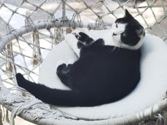 -喵屿·大理花园猫咖