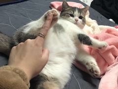 -爱侣宠医·鹦鹉专科·小型哺乳类·异宠专科(灵石路店)