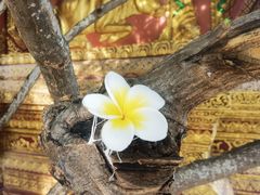 -西双版纳总佛寺