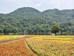-广州市石门国家森林公园