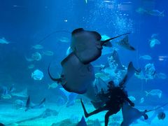 -烟台海昌鲸鲨海洋公园