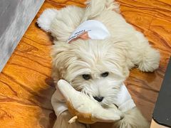 -瑞鹏宠物医院·爱宠堂·骨外专科(西荷分院)