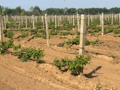 -北京张裕爱斐堡酒庄