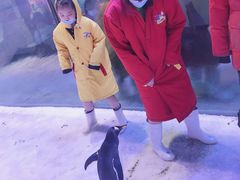 -芜湖新华联大白鲸海洋公园