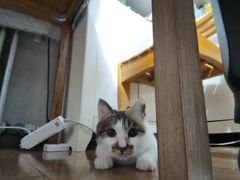 -喜多萌中农锦绣动物医院24H·猫科·牙科MRI·CT