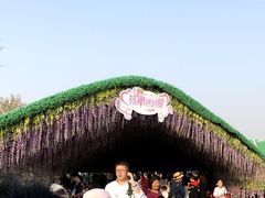 -荷兰花海