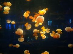 -泉城欧乐堡海洋极地世界