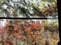 -合肥滨湖国家森林公园