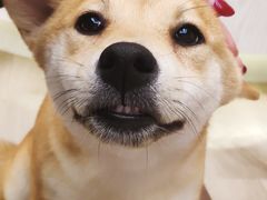 -浣熊柯尔鸭土拨鼠·电玩咖