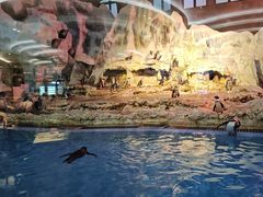 -帝企鹅自助餐厅•儿童岛•真企鹅(长隆企鹅酒店)