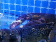-望海潮海鲜店 特色家常菜(在海一方店)