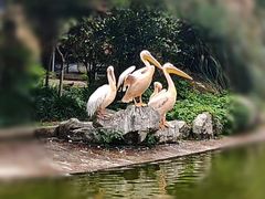 -成都动物园