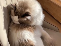 -猫腻·猫咖·撸猫馆(星光大道店)
