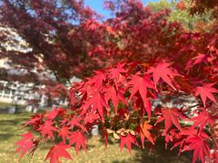 -南京古林公园
