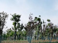 -春花秋色城市公园