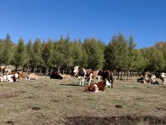 -塞罕坝国家级自然保护区