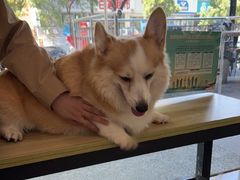 -艾贝尔宠物医院 ·中兽医·宠保定点(北门桥店)