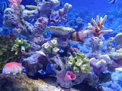 -芜湖新华联大白鲸海洋公园