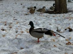 -北海道厅旧本厅舍(旧本庁舎)