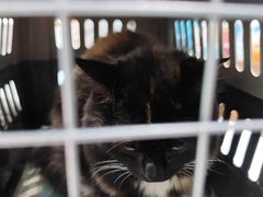 -心仪动物医院·牙专科·肿瘤·心脏科(西客站院)