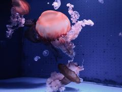 -厦门海底世界