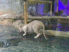 -清迈夜间动物园