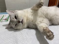 -灵美宠物诊所