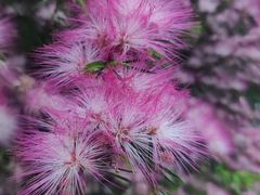 -普陀山慧济禅寺