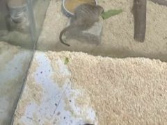 -上海大自然野生昆虫馆(东方明珠·爬宠昆虫探索中心)