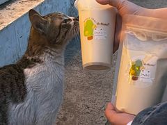 -猫的魔法密林(衣裳街店)
