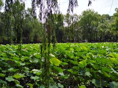 -四川大学(望江校区)