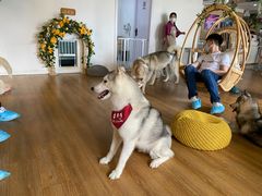 -Husky Go! 哈士奇体验馆·宠物咖啡厅狗咖