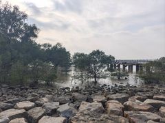 -宝安西湾红树林湿地公园