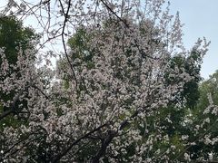 -循礼门鲜花花市(武汉循礼门店)