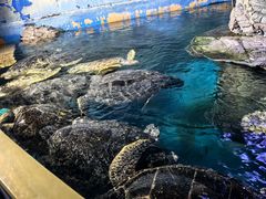 -烟台海昌鲸鲨海洋公园