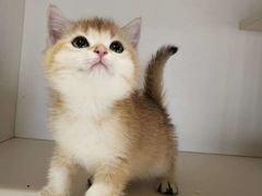 -东方名猫馆·英短金渐层布偶猫舍(环线广场1号楼店)