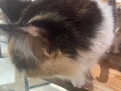 -猫色咖啡·猫咖