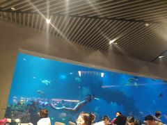 -海棠湾洲际-涛·海底餐厅·美人鱼·自助餐·海底隧道