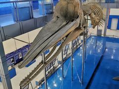 -上海海洋大学鱼文化博物馆(军工路校区)