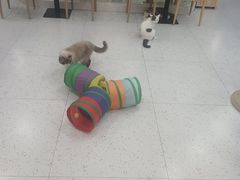 -喵园·猫主题咖啡厅·撸猫·猫咖(国贸店)