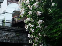 -大小河街