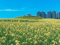 -光明小镇欢乐田园