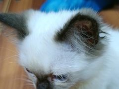 -楼上猫咖(罗湖店)