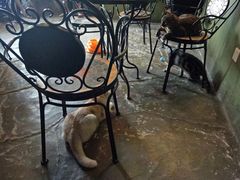-猫猫幼稚园·撸猫·桌游·电玩