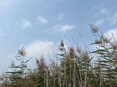 -野鸭湖国家湿地公园